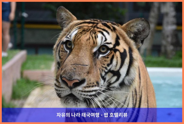 럭셔리 로맨틱 여행의 정석! (태국 푸켓 호텔 추천) 젠시아나 리조트 후기????