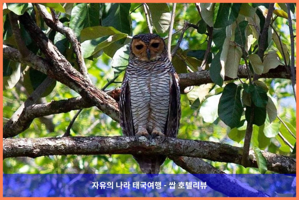 태국 카오락 호텔 추천: 카오락 멀린 리조트, 커플여행 숙소로 완전 강추!