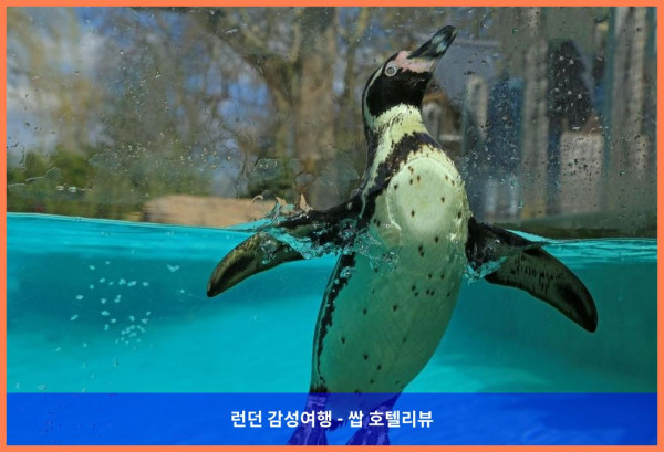영국 런던 호텔 추천! 커플 여행에 딱 맞는 노보텔 런던 패딩턴 호텔 후기 (내돈내산 인증!)