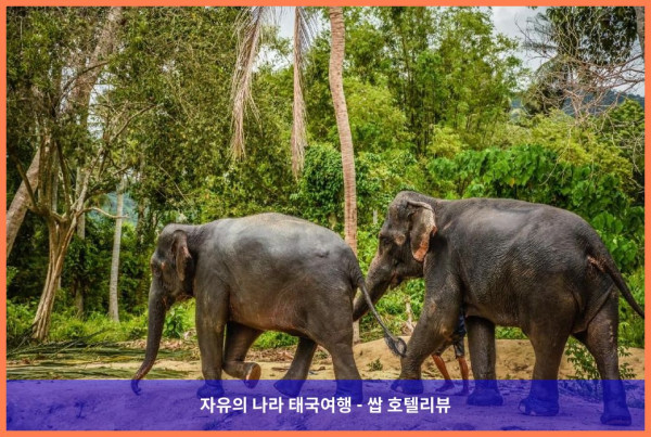 태국 꼬사무이 / 코사무이 호텔 추천: B 하우스 사무이, 커플 여행 최고의 선택!  ????