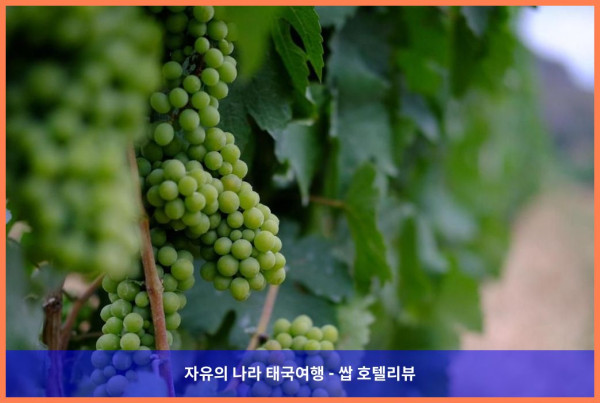 태국 카오야이 호텔 추천! 더 밸리 카오야이 바이 잭, 커플 여행 최고였어! ❤️