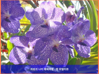 태국 쁘라쭈압키리칸 호텔 추천: 레알라와디 엣 더 비치 호텔, 완벽한 커플 여행 후기!