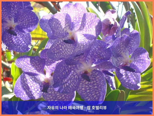 태국 쁘라쭈압키리칸 호텔 추천: 레알라와디 엣 더 비치 호텔, 완벽한 커플 여행 후기!
